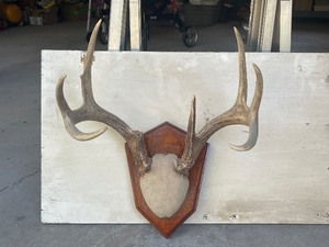 Whitetail Deer Antlers