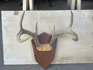 Whitetail Deer Antlers