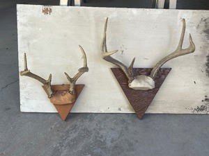 Whitetail Deer Antlers