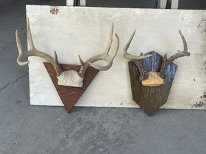 Whitetail Deer Antlers