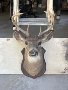 Whitetail Deer Shoulder Mount with Metal Deer Tag