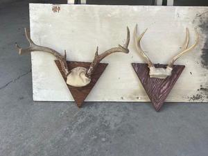 Whitetail Deer Antlers