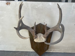Deer Antlers