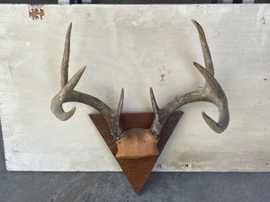 Deer Antlers