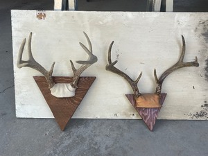 Deer Antlers