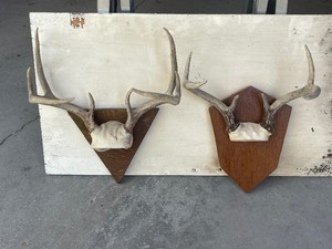 Deer Antlers