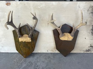 Deer Antlers