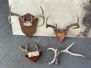 Deer Antlers