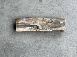 Petrified Wood