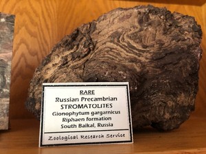 Group of Russian Precambrian Stromatolites Geological SpecimensRocksFossils