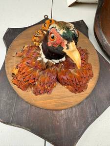Taxidermy Lot deer head, pheasant head, bull skull
