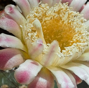 lot 159 image: Bright and Beautiful Floral Photographic Print