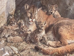 lot 13 image: Carl Brenders Rocky Camp - Cougar Family Fine Art Limited Edition SN with Certificate of Authenticity