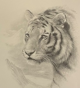 lot 61 image: Siberian Tiger by Charles Frac Limited Edition  Fine Art Print Signed by Artist