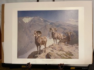 lot 66 image: The Mountaineers - Big Horn Sheep on Wilcox Pass - Carl Rungius Fine Art Print
