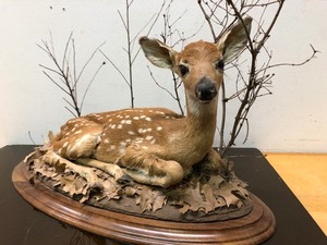 lot 210 image: Genuine Taxidermy Young Whitetail Deer 