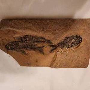 lot 237 image: Fish Fossil