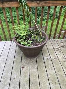 lot 141 image: Potted Patio Plant in Decorative Container