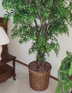 Artificial Ficus Tree Measuring 6.5 Feet Tall
