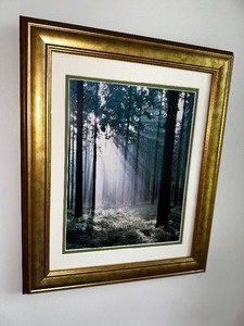 Framed Photo of Sunbeams in the Woods