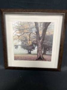 lot 202 image: Framed & Matted Photo a Fall Scene Inc Trees & Leaves