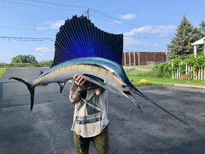 lot 99 image: Genuine Taxidermy 6 10 Sailfish 