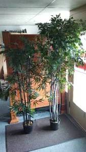 lot 287 image: Silk trees (2).