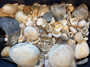 lot 180 image: If you listen closely you can hear the ocean  Tub full of Seashells