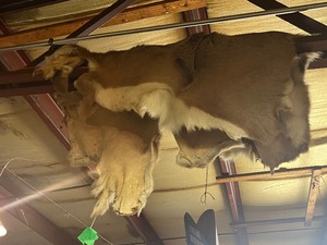 Deer Hide
