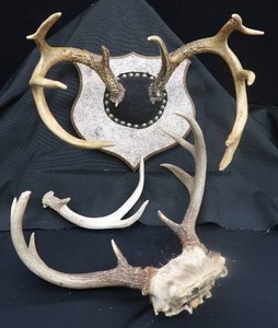 lot 48 image: DEER ANTLER MOUNTS