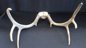 lot 81 image: DEER ANTLERS