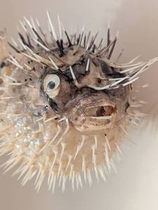 lot 76 image: Taxidermy Hanging Puffer Fish