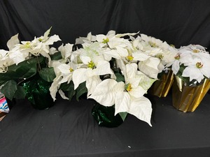lot 170 image: Four Cream and Three White 15 inch Pointsettias