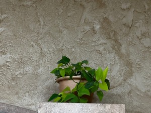 lot 198 image: Real Plants as seen in photo See Photo as they are a variety