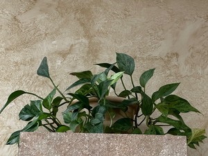 lot 199 image: Real Plants as seen in photo See Photo as they are a variety