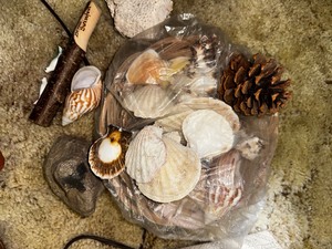 lot 432 image: Basket of Seashells.