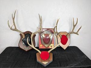 lot 109 image: (3) Mounted Antlers and a Buck Horn Mounting Kit