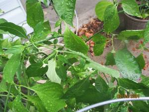 (2) Large 3 foot tall ghost pepper...