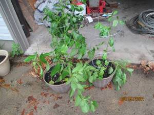 (2) Large 3 foot tall ghost pepper...