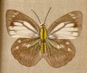 lot 64 image: Pair of Vintage Framed Taxidermy Butterflies  Moths