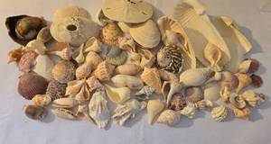 lot 63 image: Beachy Seashell Collection