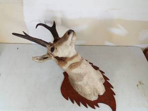 lot 7 image: Antelope Head Mount