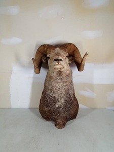 lot 8 image: Big Horn Sheep Head Mount