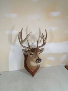 lot 9 image: 11 pt Deer Head Mount