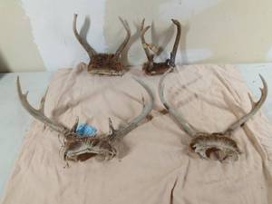 lot 264 image: 4 Sets of deer antlers