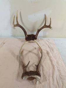 lot 268 image: 2 Deer antlers