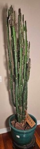 lot 36 image: Euphorbia Ingens Live Cactus Tree