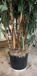 lot 10B image: Awesome 8 Foot Faux Tree