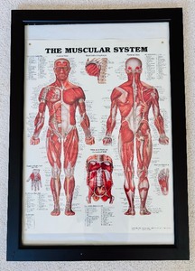 lot 116 image: Unique Wall Art Two Framed The Skeletal System and The Muscular System