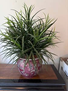 lot 119 image: Classic Traditions A JC Penney Exclusive Pot and Greenery